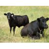 Image 5 : Ternes Land & Cattle  - 510# Heifer Calves - 110 Head (Liebenthal, SK)
