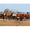 Image 2 : Stoney Plain Farms - 870# Heifers - 41 Head (Hillmond, SK)