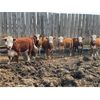 Image 5 : Stoney Plain Farms - 870# Heifers - 41 Head (Hillmond, SK)