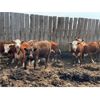 Image 6 : Stoney Plain Farms - 870# Heifers - 41 Head (Hillmond, SK)
