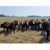 Image 1 : John MacArthur - 850# Heifers - 74 Head (Fairview, AB)