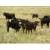 Image 1 : Colven Cattle Co. - 675# Steer Calves - 75 Head (Bethune, SK)