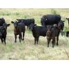 Image 3 : Colven Cattle Co. - 675# Steer Calves - 75 Head (Bethune, SK)