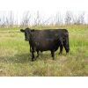 Image 4 : Colven Cattle Co. - 675# Steer Calves - 75 Head (Bethune, SK)