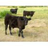 Image 5 : Colven Cattle Co. - 675# Steer Calves - 75 Head (Bethune, SK)