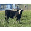 Image 1 : Dennis & Graham Overguard - 630# Heifer Calves - 60 Head (Sundre, AB)