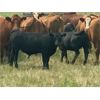 Image 3 : WH Land & Farming Co. - 750# Steer Calves - 83 Head (Rockyford, AB)