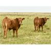 Image 7 : WH Land & Farming Co. - 750# Steer Calves - 83 Head (Rockyford, AB)