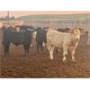 Image 8 : WH Land & Farming Co. - 750# Steer Calves - 83 Head (Rockyford, AB)