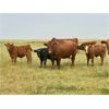 Image 2 : WH Land & Farming Co. - 650# Steer Calves - 186 Head (Rockyford, AB)