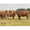 Image 3 : WH Land & Farming Co. - 650# Steer Calves - 186 Head (Rockyford, AB)