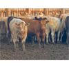 Image 5 : WH Land & Farming Co. - 650# Steer Calves - 186 Head (Rockyford, AB)