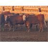 Image 6 : WH Land & Farming Co. - 650# Steer Calves - 186 Head (Rockyford, AB)
