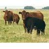 Image 7 : WH Land & Farming Co. - 650# Steer Calves - 186 Head (Rockyford, AB)