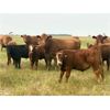 Image 8 : WH Land & Farming Co. - 650# Steer Calves - 186 Head (Rockyford, AB)