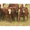 Image 5 : WH Land & Farming Co. - 670# Heifer Calves - 91 Head (Rockyford, AB)