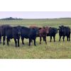 Image 3 : Bryan Ranch Ltd. - 970# Steers - 105 Head (Maple Creek, SK)