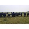 Image 6 : Bryan Ranch Ltd. - 970# Steers - 105 Head (Maple Creek, SK)