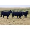 Image 1 : Bryan Ranch Ltd. - 870# Heifers - 105 Head (Maple Creek, SK)