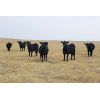 Image 3 : Bryan Ranch Ltd. - 870# Heifers - 105 Head (Maple Creek, SK)