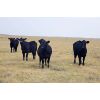 Image 4 : Bryan Ranch Ltd. - 870# Heifers - 105 Head (Maple Creek, SK)