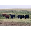 Image 5 : Bryan Ranch Ltd. - 870# Heifers - 105 Head (Maple Creek, SK)