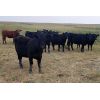 Image 6 : Bryan Ranch Ltd. - 870# Heifers - 105 Head (Maple Creek, SK)