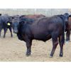Image 5 : Rafter C Cattle Co. - 960# Steers - 65 Head (Lafleche, SK)