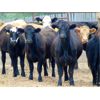 Image 1 : Rafter C Cattle Co. - 900# Steers - 70 Head (Lafleche, SK)