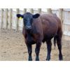 Image 3 : Rafter C Cattle Co. - 900# Steers - 70 Head (Lafleche, SK)