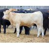 Image 6 : Rafter C Cattle Co. - 900# Steers - 70 Head (Lafleche, SK)