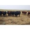 Image 5 : Raystock Holdings (Ray McDougald) - 950# Steers - 107 Head (Maple Creek, SK)