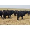 Image 6 : Raystock Holdings (Ray McDougald) - 950# Steers - 107 Head (Maple Creek, SK)