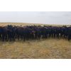 Image 5 : Raystock Holdings (Ray McDougald) - 810# Heifers - 75 Head (Maple Creek, SK) 