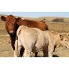 Image 4 : Delta Land & Cattle - 640# Steer Calves - 90 Head (Gull Lake, SK)