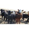 Image 5 : Delta Land & Cattle - 640# Steer Calves - 90 Head (Gull Lake, SK)