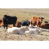 Image 6 : Delta Land & Cattle - 640# Steer Calves - 90 Head (Gull Lake, SK)