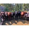 Image 2 : Klause Farms - 760# Heifers - 80 Head (Onoway, AB)