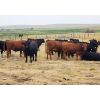 Image 1 : Y Bar Ranch Inc - 900# Steers - 85 Head (Maple Creek, SK)
