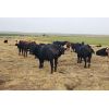 Image 2 : Y Bar Ranch Inc - 900# Steers - 85 Head (Maple Creek, SK)
