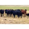Image 3 : Y Bar Ranch Inc - 900# Steers - 85 Head (Maple Creek, SK)