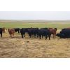 Image 4 : Y Bar Ranch Inc - 900# Steers - 85 Head (Maple Creek, SK)
