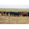 Image 5 : Y Bar Ranch Inc - 900# Steers - 85 Head (Maple Creek, SK)