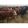 Image 1 : Y Bar Ranch Inc - 800# Heifers - 76 Head (Maple Creek, SK)