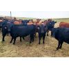 Image 2 : Y Bar Ranch Inc - 800# Heifers - 76 Head (Maple Creek, SK)