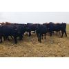 Image 3 : Y Bar Ranch Inc - 800# Heifers - 76 Head (Maple Creek, SK)