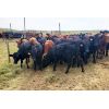 Image 4 : Y Bar Ranch Inc - 800# Heifers - 76 Head (Maple Creek, SK)