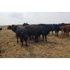 Image 5 : Y Bar Ranch Inc - 800# Heifers - 76 Head (Maple Creek, SK)