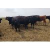 Image 6 : Y Bar Ranch Inc - 800# Heifers - 76 Head (Maple Creek, SK)
