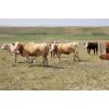 Image 2 : Red Rock Land & Cattle  - 1050# Steers - 59 Head (Eastend, SK)